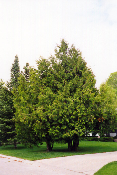 American Arborvitae (Thuja occidentalis) at Minor's Garden Center