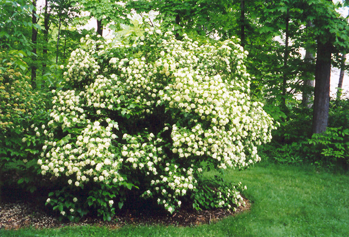 Arrowwood Viburnum (Viburnum dentatum) at Minor's Garden Center