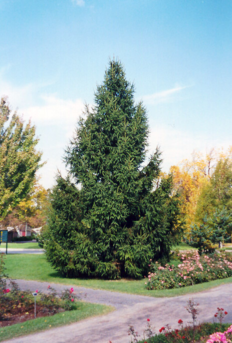 Norway Spruce (Picea abies) at Minor's Garden Center