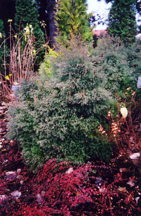 Heatherbun Falsecypress (Chamaecyparis thyoides 'Heatherbun') at Minor's Garden Center
