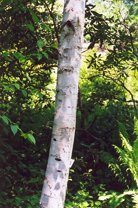 Whitespire Birch (Betula populifolia 'Whitespire') at Minor's Garden Center