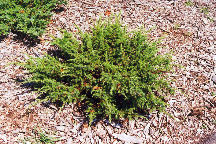 Blueberry Delight Juniper (Juniperus communis 'AmiDak') at Minor's Garden Center