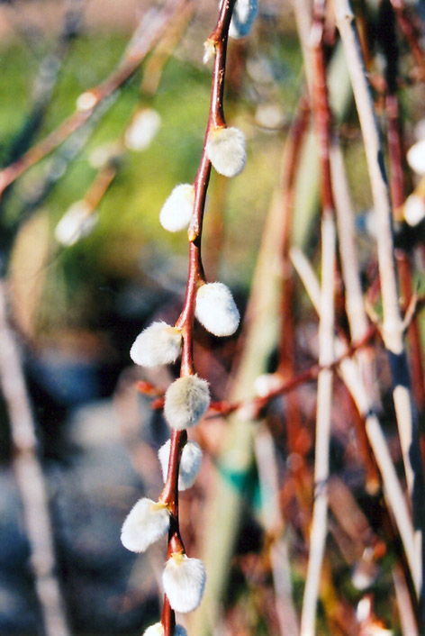 French Pussy Willow (Salix caprea) at Minor's Garden Center