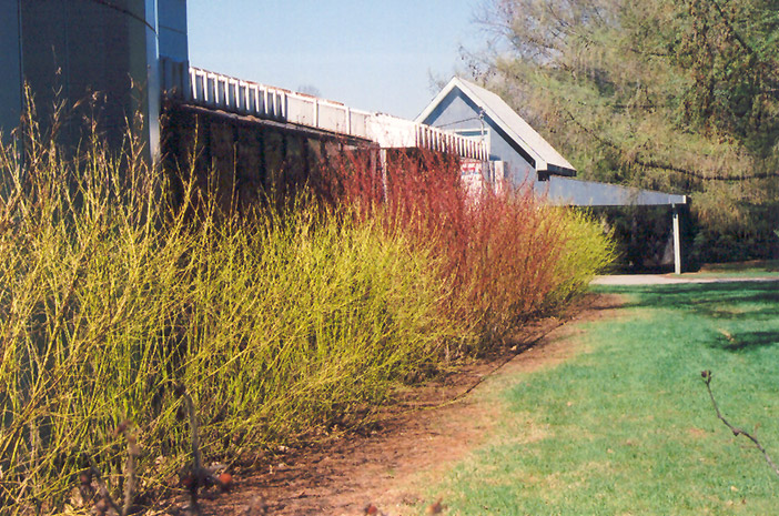 Yellow-Twig Dogwood (Cornus sericea 'Flaviramea') at Minor's Garden Center