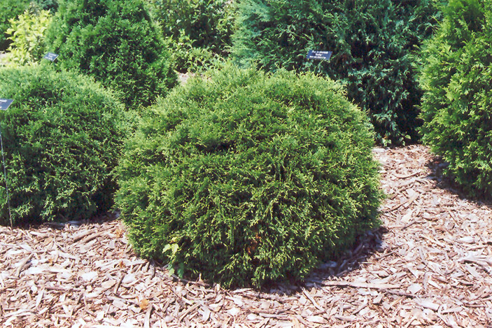 Hetz Midget Arborvitae (Thuja occidentalis 'Hetz Midget') at Minor's Garden Center