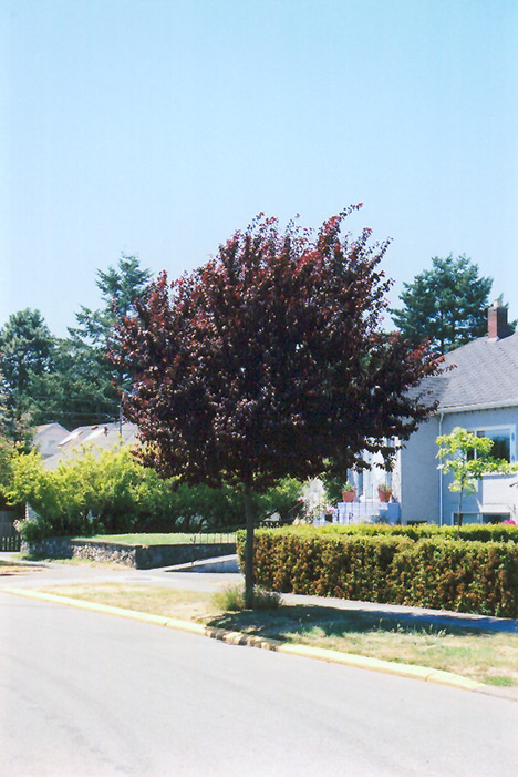 Newport Plum (Prunus cerasifera 'Newport') at Minor's Garden Center