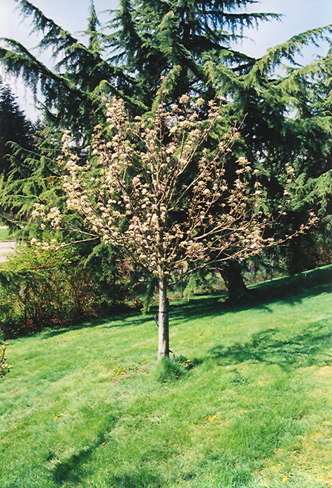 Stella Cherry (Prunus avium 'Stella') at Minor's Garden Center