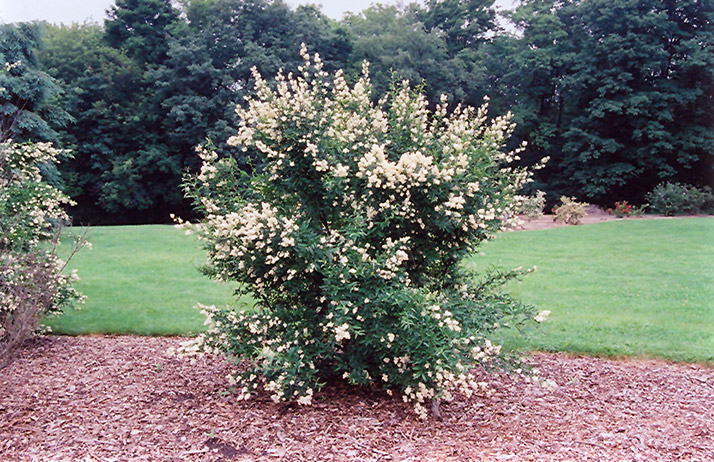 Cheyenne Privet (Ligustrum vulgare 'Cheyenne') at Minor's Garden Center