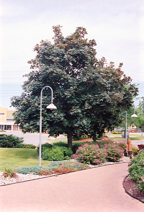 Deborah Norway Maple (Acer platanoides 'Deborah') at Minor's Garden Center