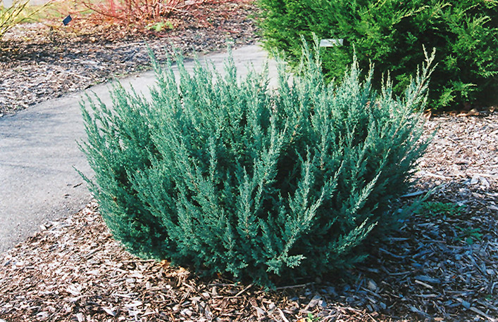 Maney Juniper (Juniperus chinensis 'Maney') at Minor's Garden Center