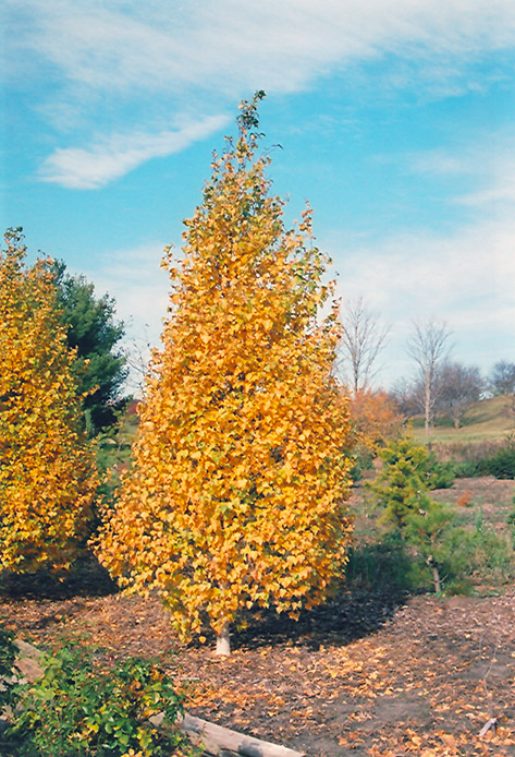 Whitespire Birch (Betula populifolia 'Whitespire') at Minor's Garden Center