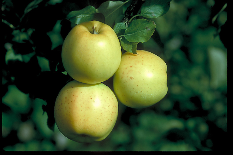 Honeygold Apple (Malus 'Honeygold') at Minor's Garden Center