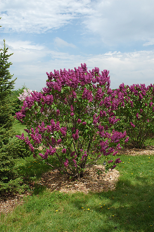 Ludwig Spaeth Lilac (Syringa vulgaris 'Ludwig Spaeth') at Minor's Garden Center