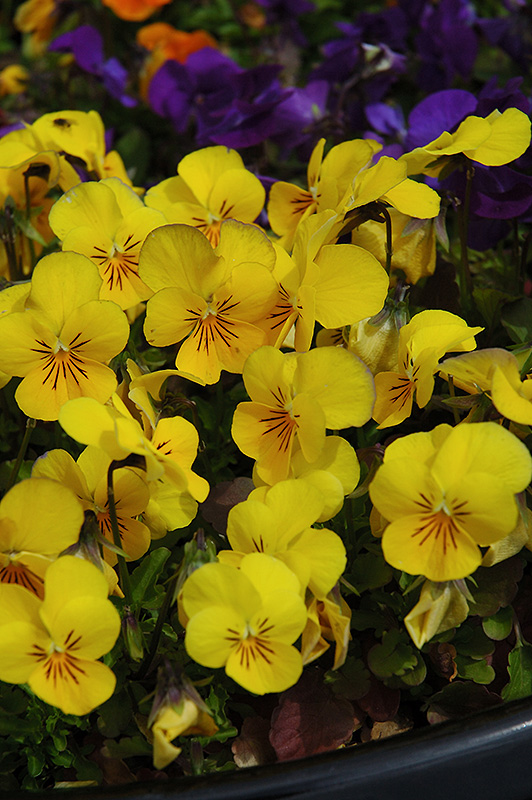 Penny Yellow Violet (Viola cornuta 'Penny Yellow') at Minor's Garden Center