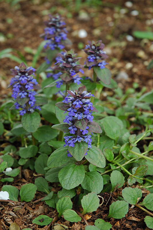 Caitlin's Giant Bugleweed (Ajuga reptans 'Caitlin's Giant') at Minor's Garden Center