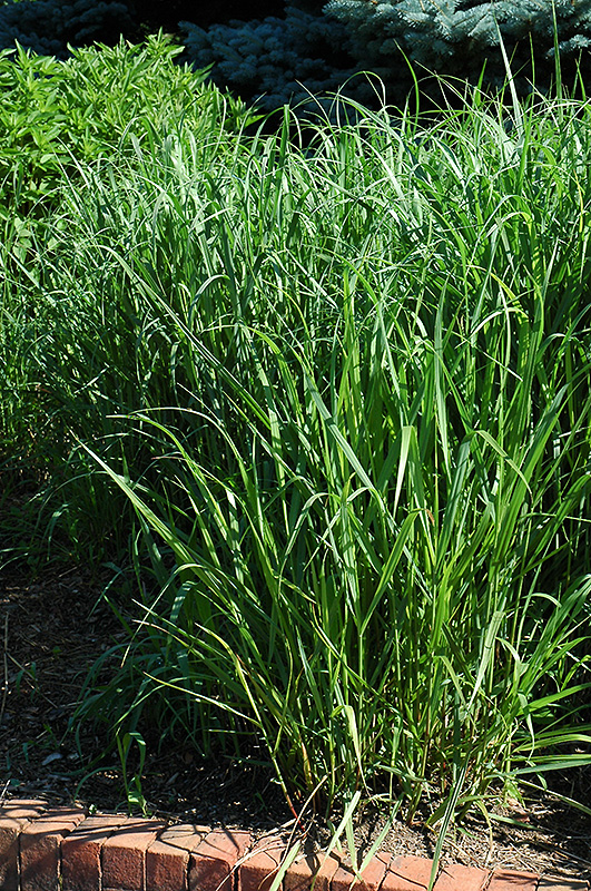 Switch Grass (Panicum virgatum) at Minor's Garden Center