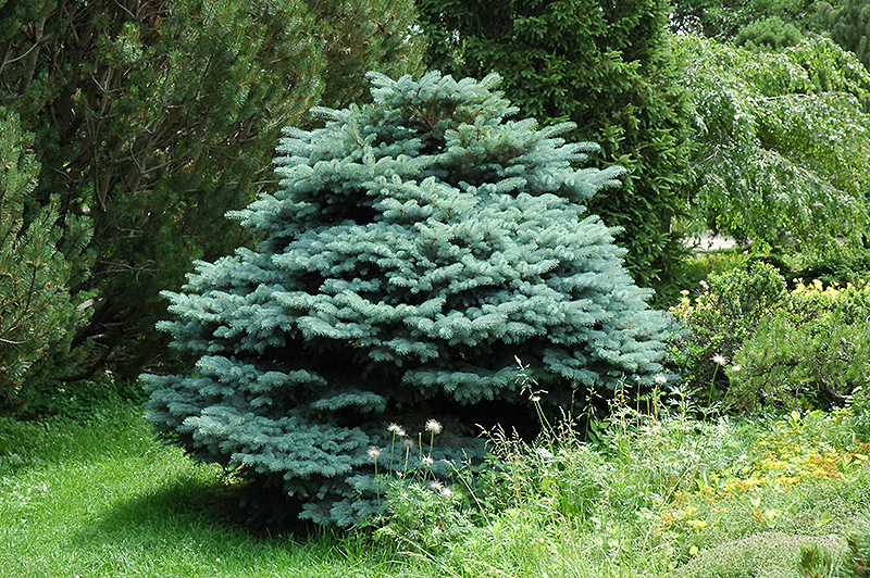 Globe Blue Spruce (Picea pungens 'Globosa') at Minor's Garden Center