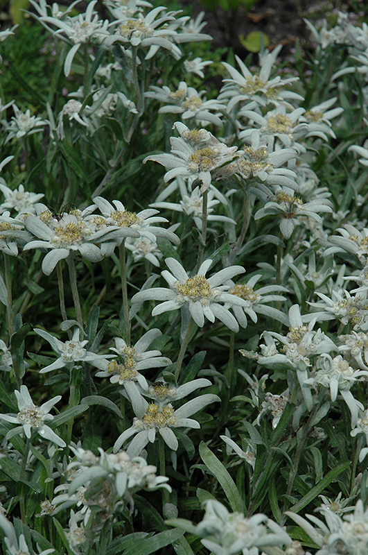 Edelweiss (Leontopodium alpinum) at Minor's Garden Center