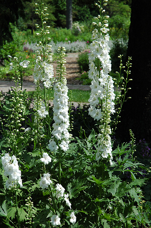 Magic Fountains Pure White Larkspur (Delphinium 'Pure White') at Minor's Garden Center