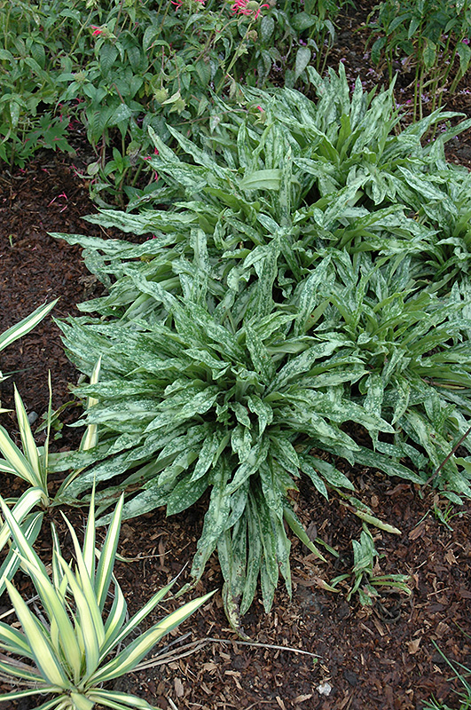 Longleaf Lungwort (Pulmonaria longifolia 'Cevennensis') at Minor's Garden Center