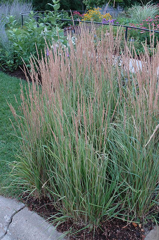 Overdam Reed Grass (Calamagrostis x acutiflora 'Overdam') at Minor's Garden Center