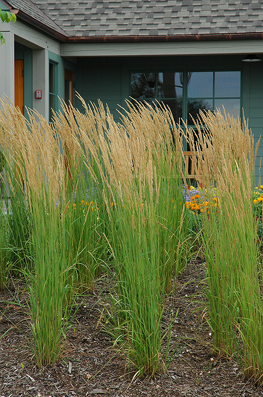 Karl Foerster Reed Grass (Calamagrostis x acutiflora 'Karl Foerster') at Minor's Garden Center