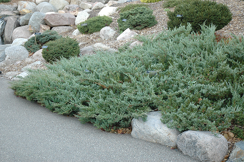 Hughes Juniper (Juniperus horizontalis 'Hughes') at Minor's Garden Center