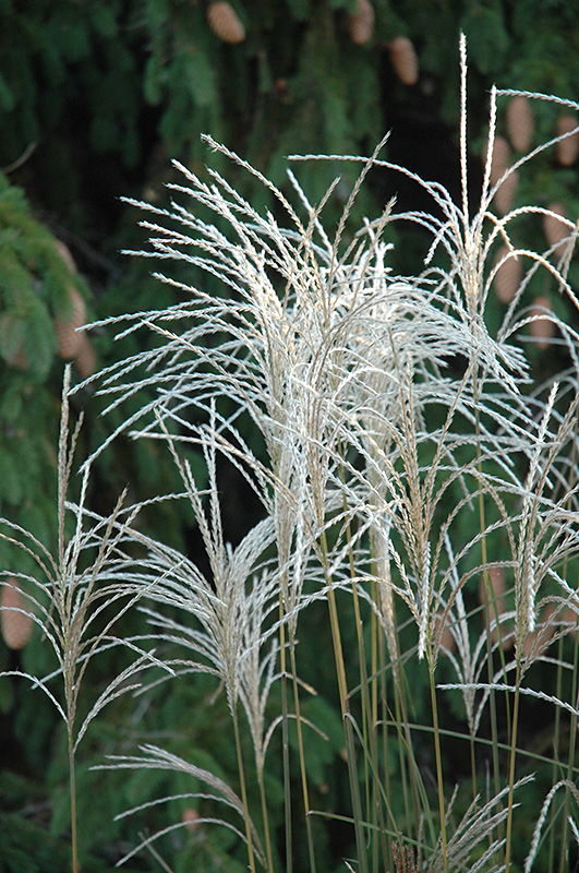 Graziella Maiden Grass (Miscanthus sinensis 'Graziella') at Minor's Garden Center