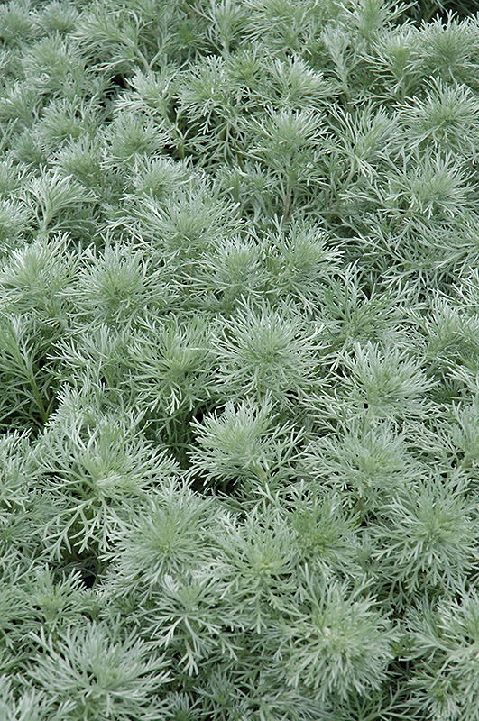 Silver Mound Wormwood (Artemisia schmidtiana 'Silver Mound') at Minor's Garden Center