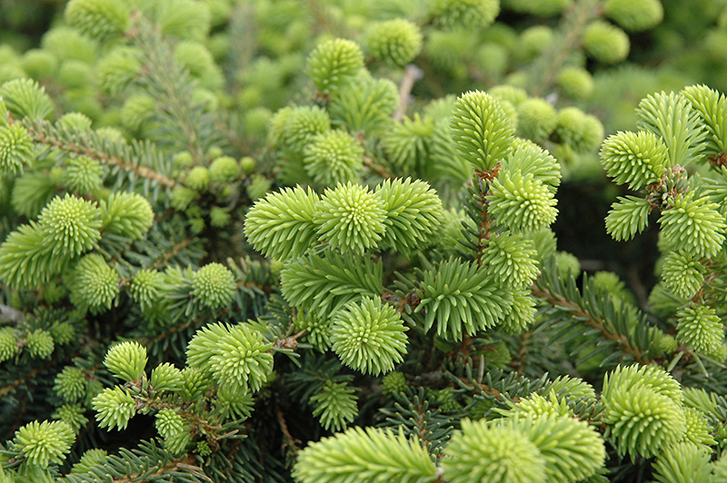 Creeping Norway Spruce (Picea abies 'Repens') at Minor's Garden Center