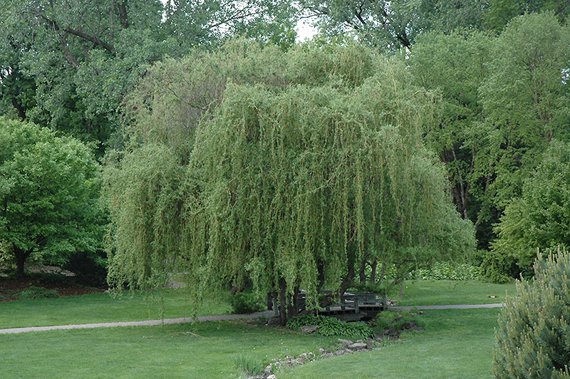 Golden Curls Willow (Salix 'Golden Curls') at Minor's Garden Center