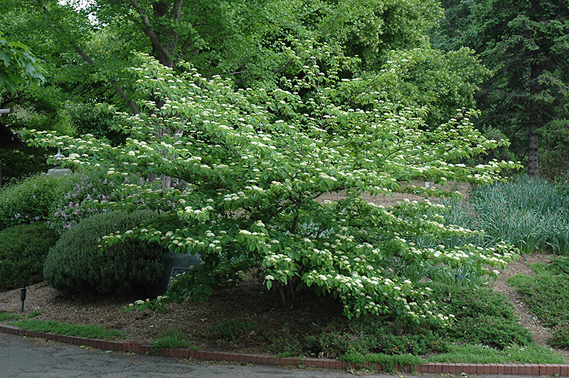 Pagoda Dogwood (Cornus alternifolia) at Minor's Garden Center