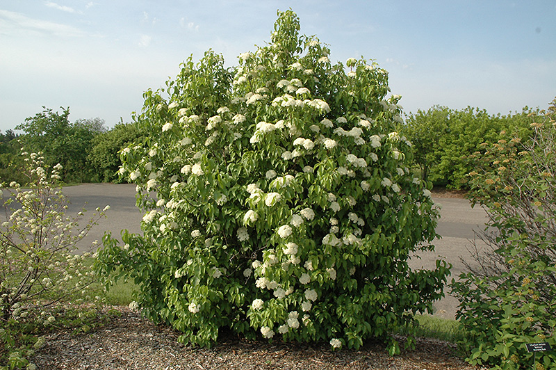 Nannyberry (Viburnum lentago) at Minor's Garden Center