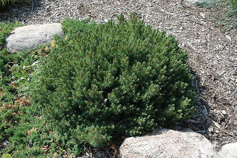 Valley Cushion Mugo Pine (Pinus mugo 'Valley Cushion') at Minor's Garden Center