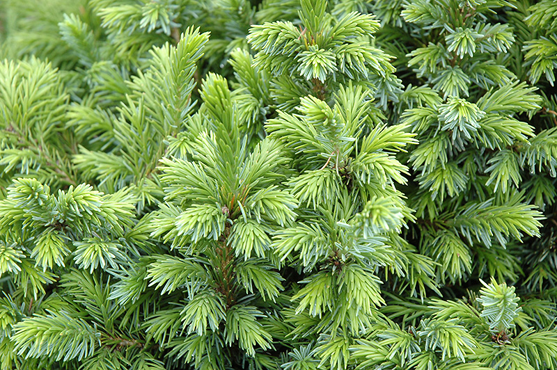 Dwarf Serbian Spruce (Picea omorika 'Nana') at Minor's Garden Center