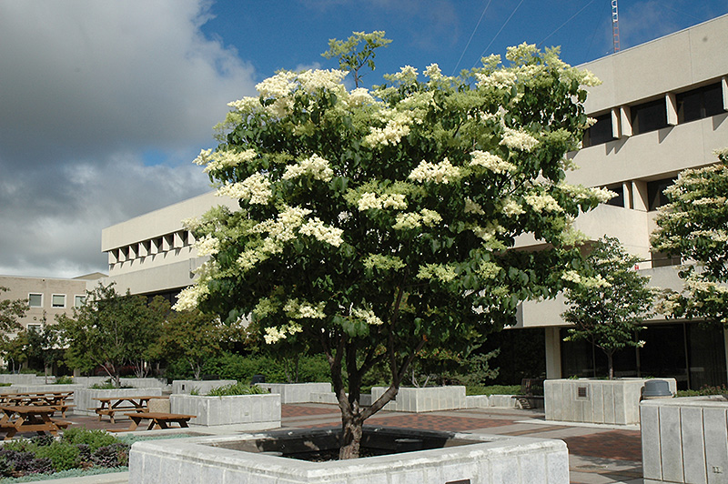 Ivory Silk Japanese Tree Lilac (Syringa reticulata 'Ivory Silk') at Minor's Garden Center