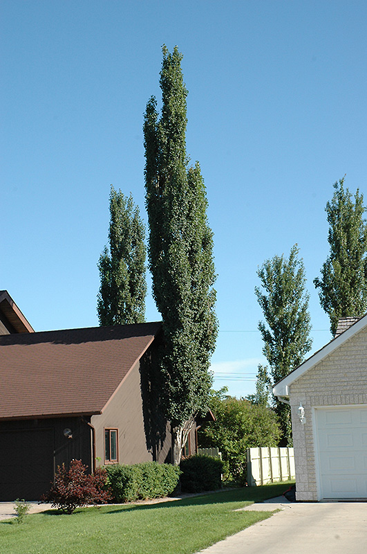 Columnar Swedish Aspen (Populus tremula 'Erecta') at Minor's Garden Center