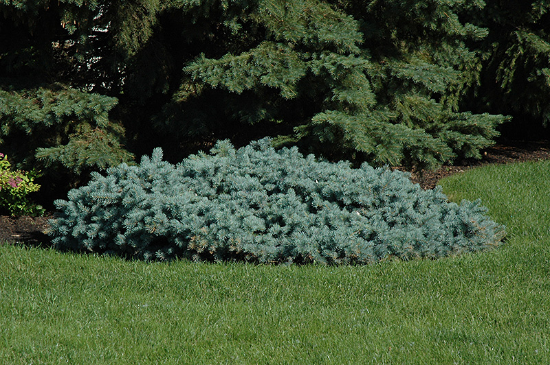 St. Mary's Broom Creeping Blue Spruce (Picea pungens 'St. Mary's Broom') at Minor's Garden Center