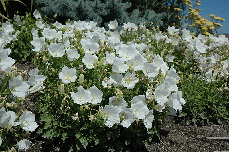 White Clips Bellflower (Campanula carpatica 'White Clips') at Minor's Garden Center