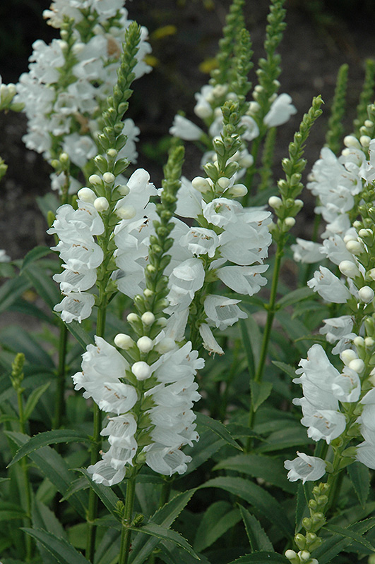 Miss Manners Obedient Plant (Physostegia virginiana 'Miss Manners') at Minor's Garden Center