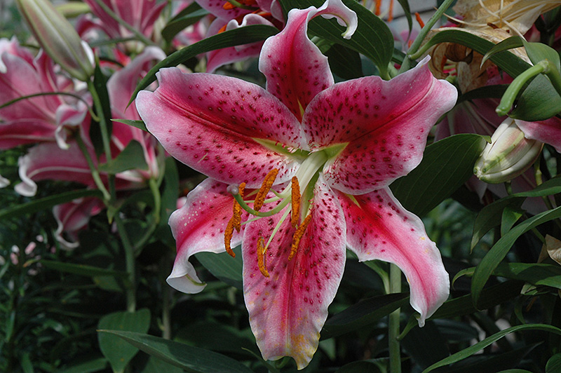 Stargazer Oriental Lily (Lilium 'Stargazer') at Minor's Garden Center