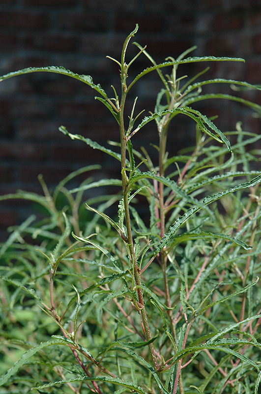 Fine Line Buckthorn (Rhamnus frangula 'Ron Williams') at Minor's Garden Center