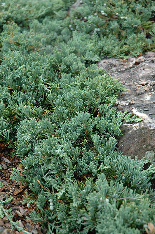 Blue Rug Juniper (Juniperus horizontalis 'Wiltonii') at Minor's Garden Center