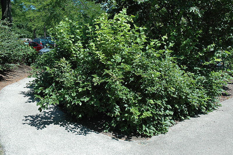 Chicago Lustre Viburnum (Viburnum dentatum 'Synnesvedt') at Minor's Garden Center