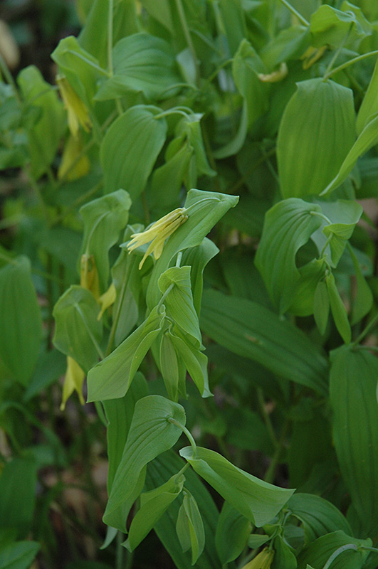 Merrybells (Uvularia grandiflora) at Minor's Garden Center