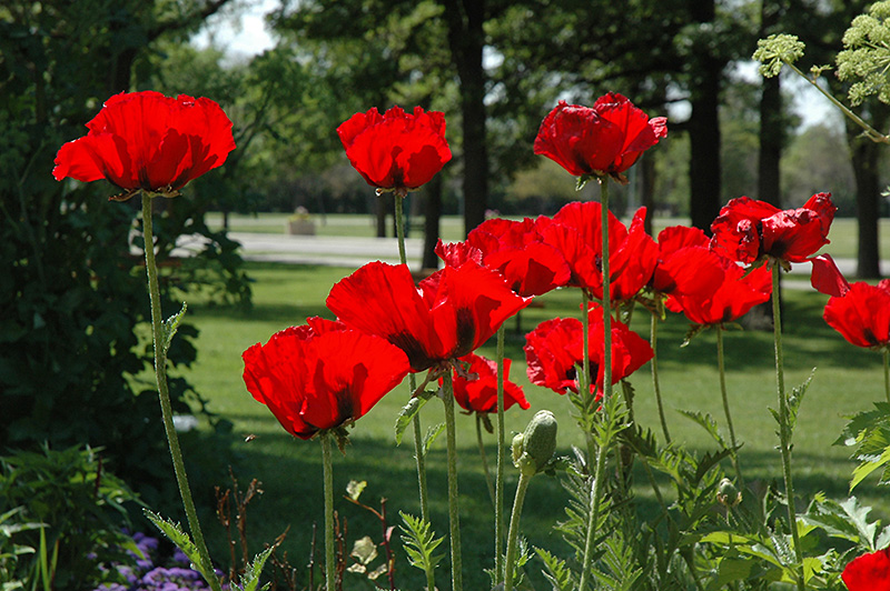 Beauty of Livermere Poppy (Papaver orientale 'Beauty of Livermere') at Minor's Garden Center