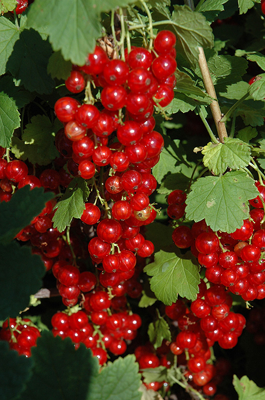 Red Lake Red Currant (Ribes rubrum 'Red Lake') at Minor's Garden Center