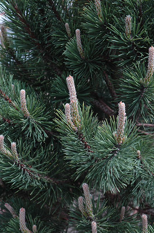 Tannenbaum Mugo Pine (Pinus mugo 'Tannenbaum') at Minor's Garden Center