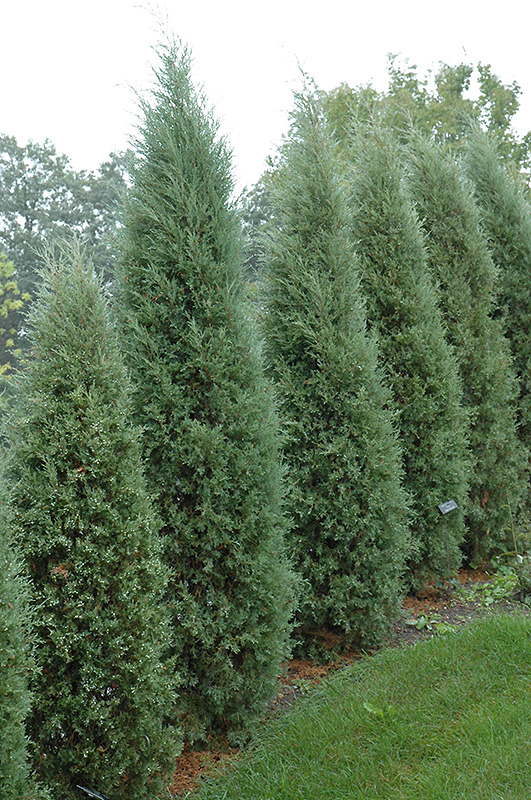 Taylor Redcedar (Juniperus virginiana 'Taylor') at Minor's Garden Center