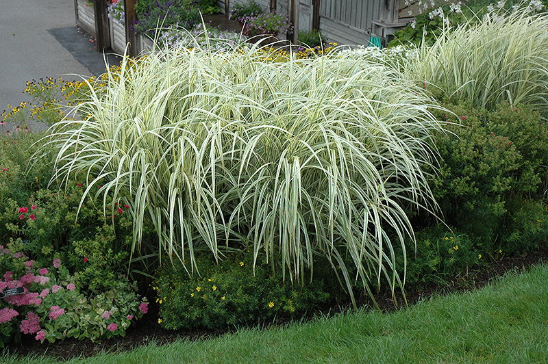 Variegated Silver Grass (Miscanthus sinensis 'Variegatus') at Minor's Garden Center